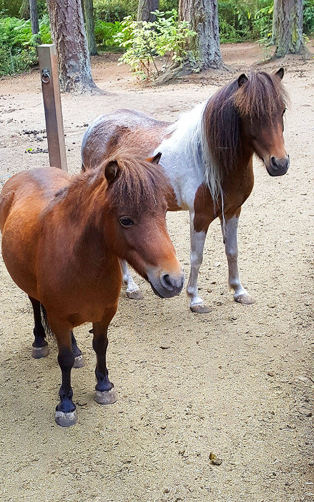 Contributed photo — A pair of miniature horses owned by an Oak Harbor couple need a new home.