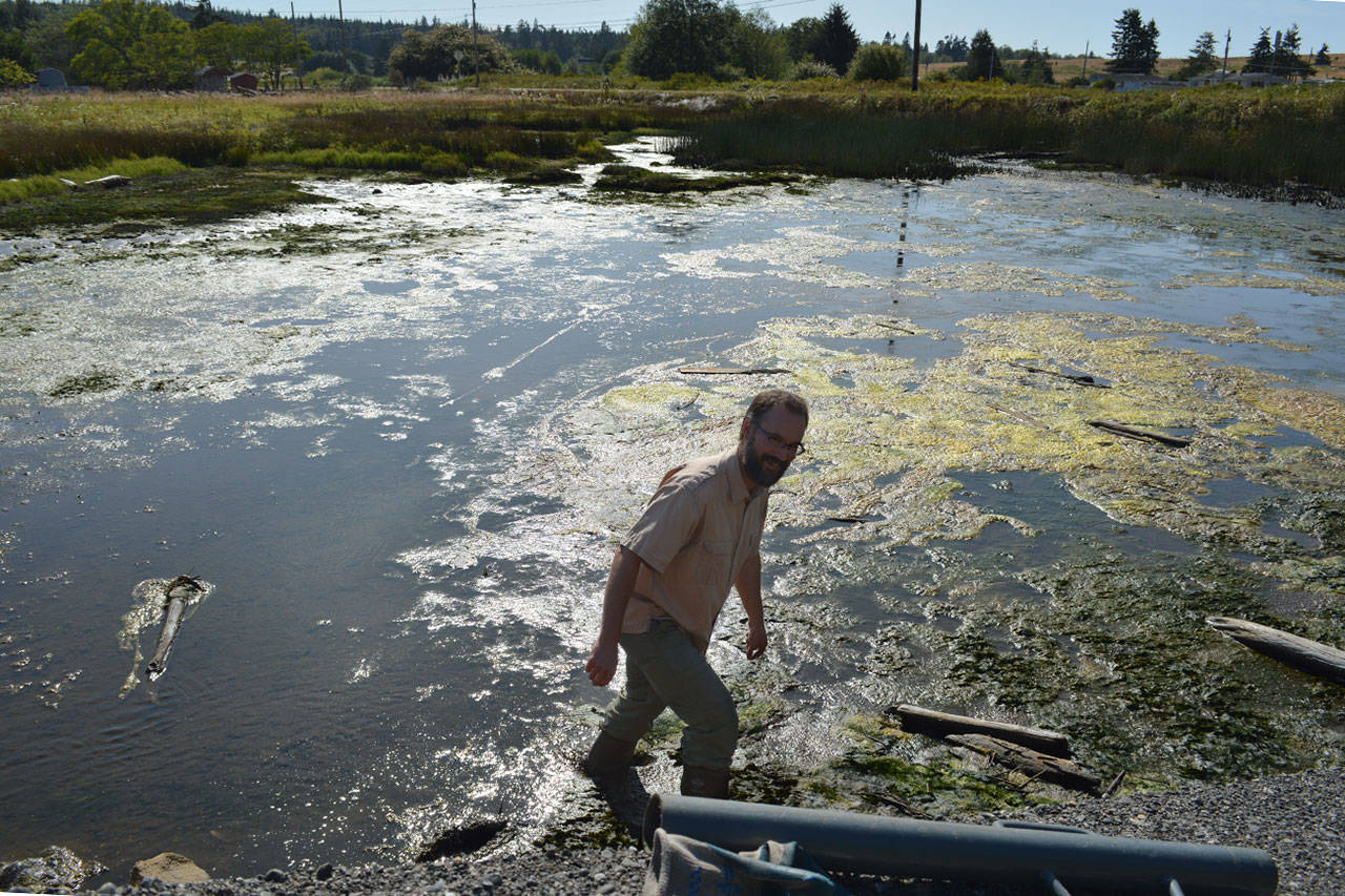 Matt Zupich, of the Whidbey Island Conservation District, walks through a marsh near Greenbank Farm after installing equipment to measure water levels. WICD is helping the landowners handle drainage problems involved with an aging tidegate. Photo by Laura Guido/Whidbey News-Times