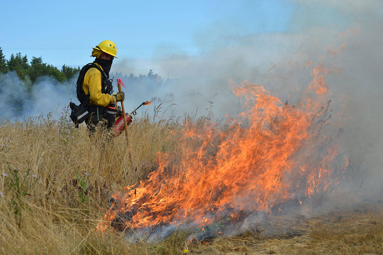 Justin Yim, from the Center for Natural Lands Management, oversees a prescribed burn Thursday at the Admiralty Inlet Natural Area Preserve. The burn is part of the Whidbey Camano Land Trust&rsquo;s efforts to restore prairie land on the island. Photo by Laura Guido/Whidbey News-Times