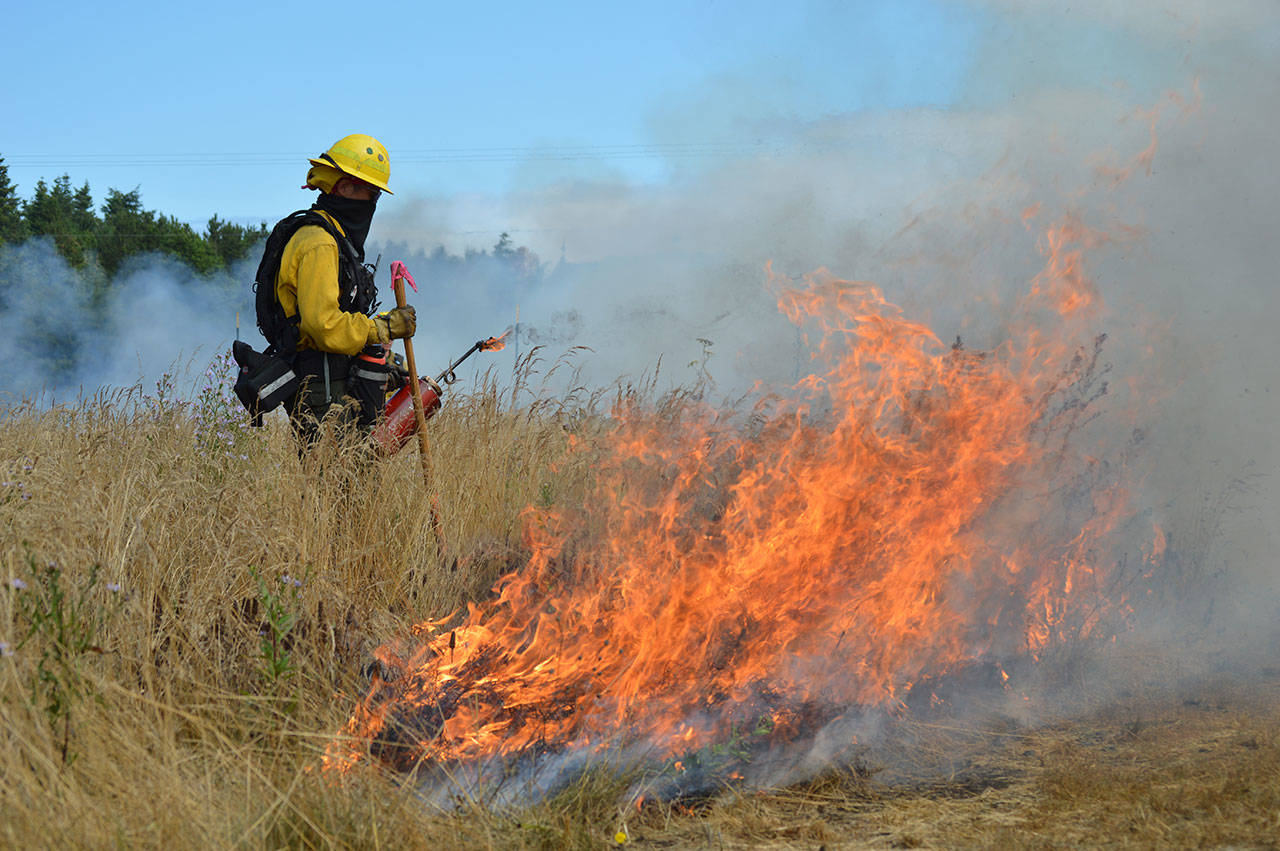 Justin Yim, from the Center for Natural Lands Management, oversees a prescribed burn Thursday at the Admiralty Inlet Natural Area Preserve. The burn is part of the Whidbey Camano Land Trust’s efforts to restore prairie land on the island. Photo by Laura Guido/Whidbey News-Times