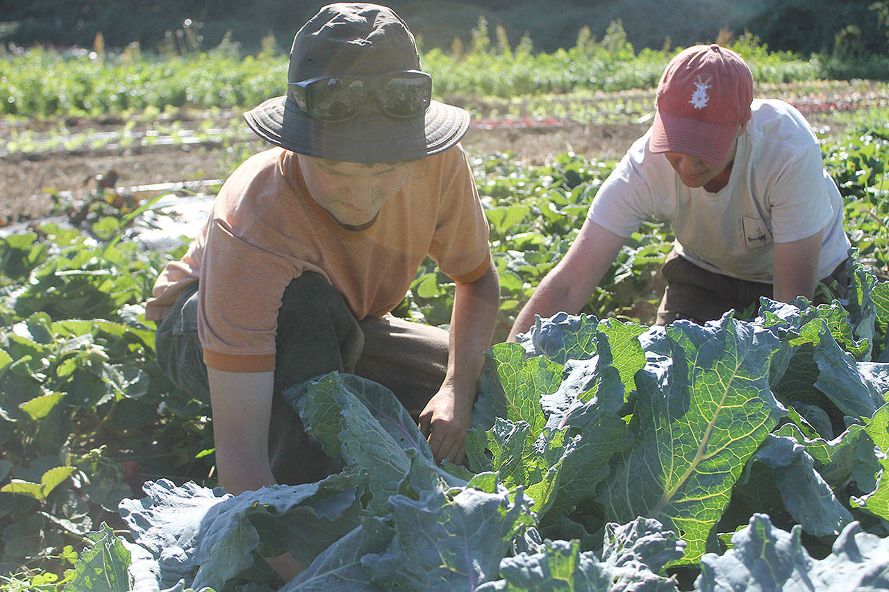 Evan Thompson / The Record &mdash; Skyroot Farm intern Stoni Tomson, left, and co-owner Elizabeth Wheat work on a cabbage field at the Clinton-based farm on Monday afternoon.