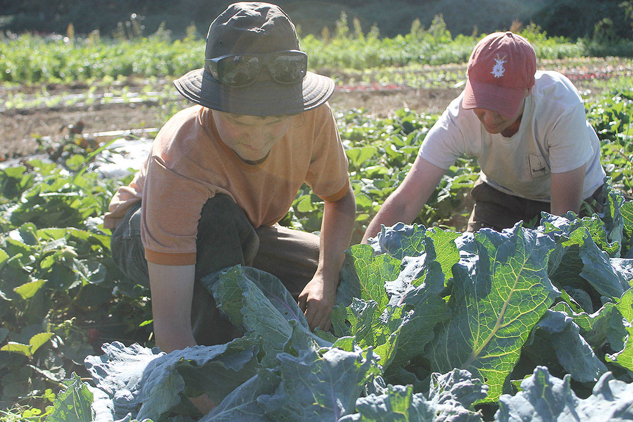 Evan Thompson / The Record — Skyroot Farm intern Stoni Tomson, left, and co-owner Elizabeth Wheat work on a cabbage field at the Clinton-based farm on Monday afternoon.