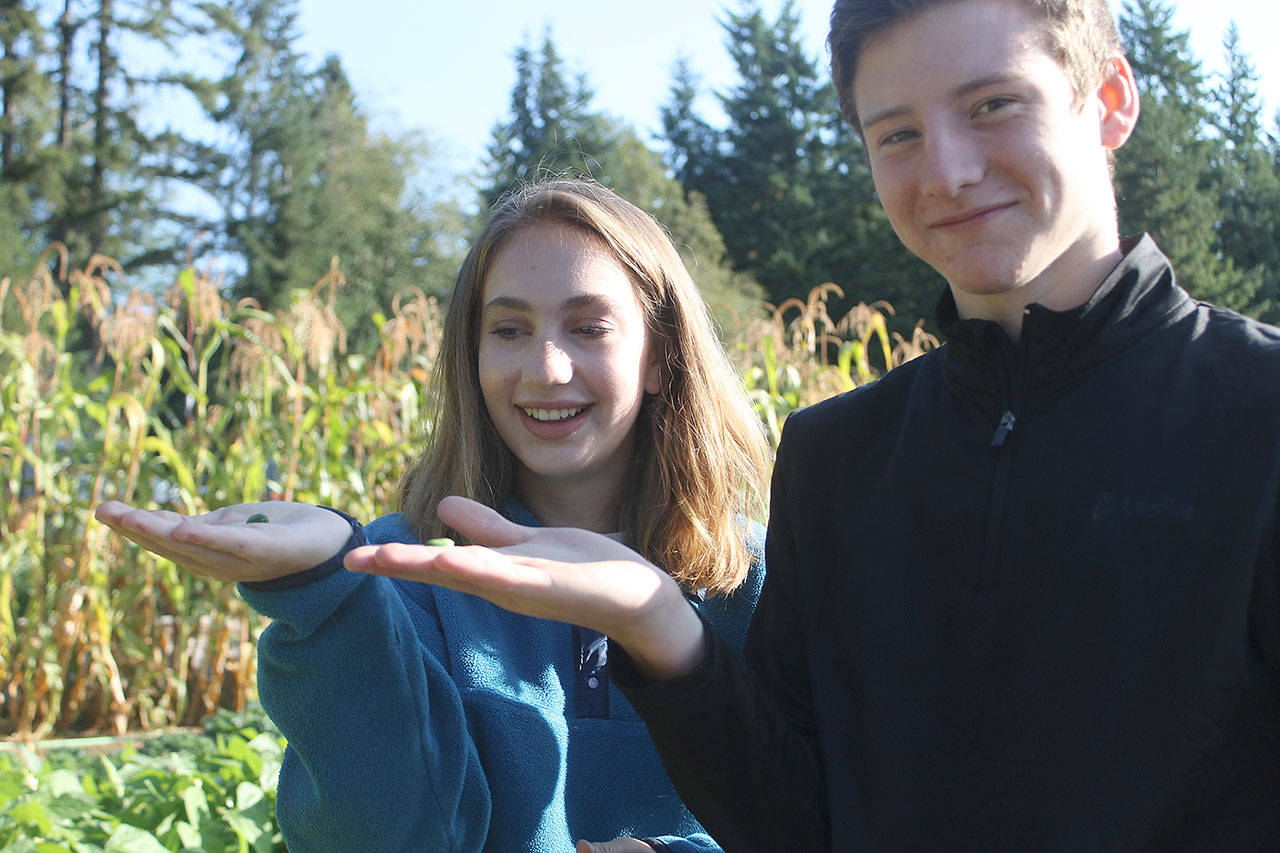 Evan Thompson / The Record — South Whidbey seniors Alexa Varga and Ari Rohan hold up sour gherkins, also known as the “mouse melon” during their intro to agriculture class on Thursday morning.