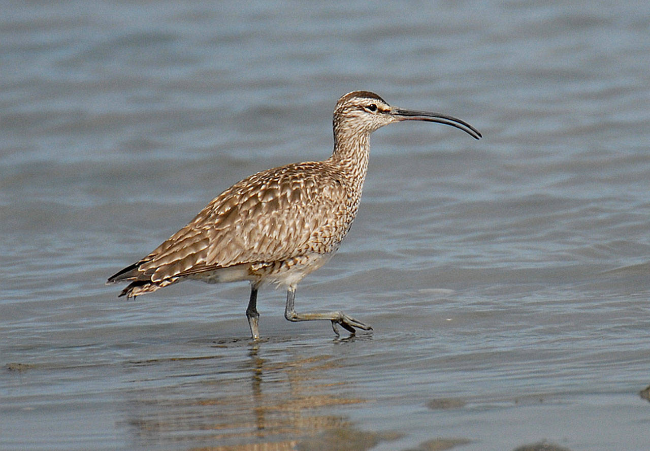 Craig Johnson photo — A Whimbrel strolls through shallow water on a Whidbey shoreline.