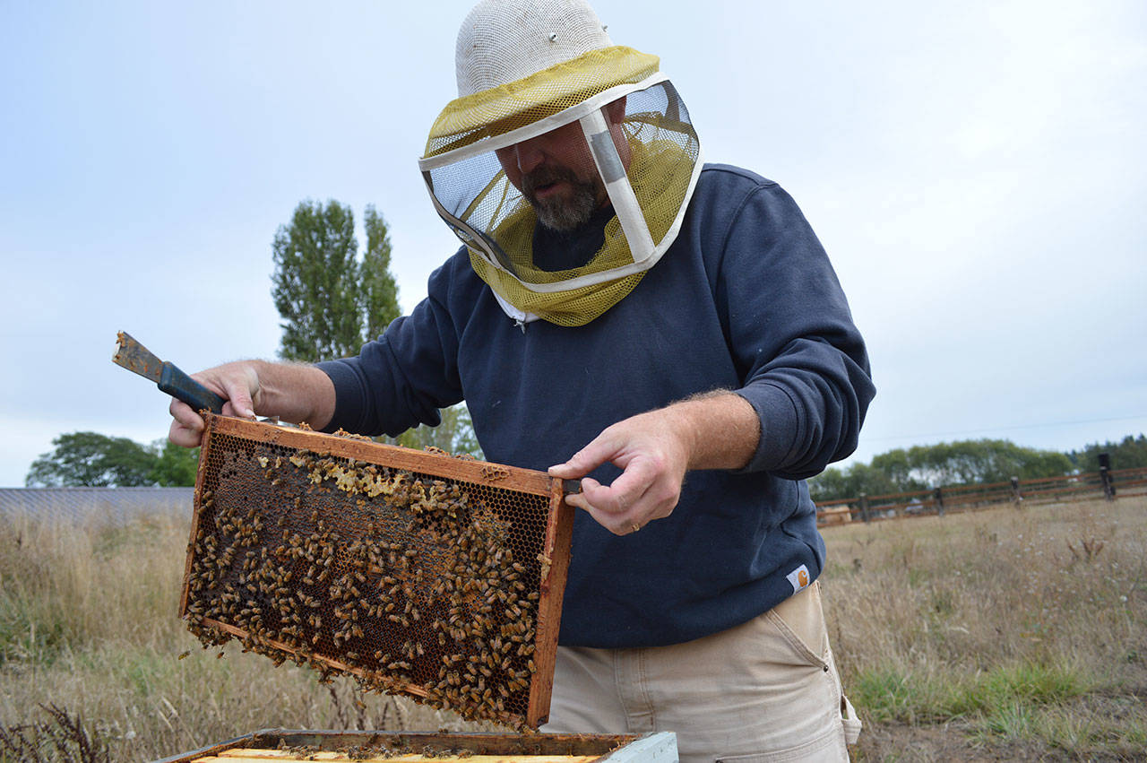Bruce Eckholm, owner of Eckholm Farms, inspects his honey bees Monday afternoon. Eckholm will be providing tours of his farm and giving honey samples as part of Whidbey Island Grown Week, which runs Sept. 29-Oct. 8. Photo by Laura Guido/Whidbey News-Times