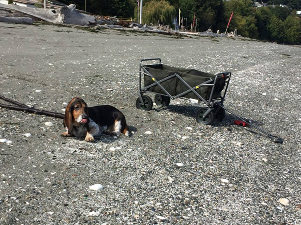 Contributed photo — A universal access project at Clinton Beach Park was aimed at humans but has proven to be a benefit to pets as well.