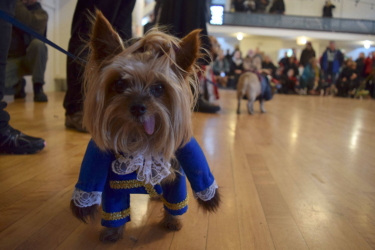 Kyle Jensen / The Record — Jake, a 7-year-old Yorkshire Terrier, dressed as the beast from “Beauty and the Beast.”