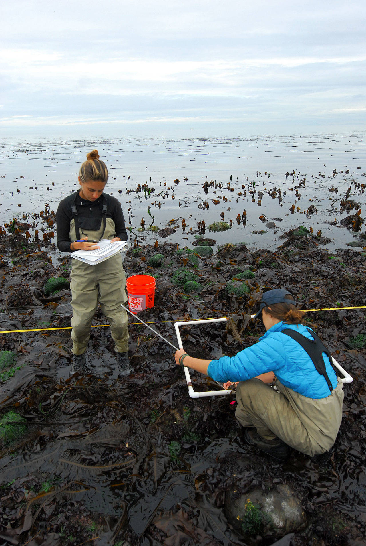 Rick Baker photo                                Citizen Stewardship Committee volunteers Emily Cain (left) and Jamie Liljegren (right) measure kelp. The Smith and Minor Islands Aquatic Reserve has the largest bull kelp forest in the state.