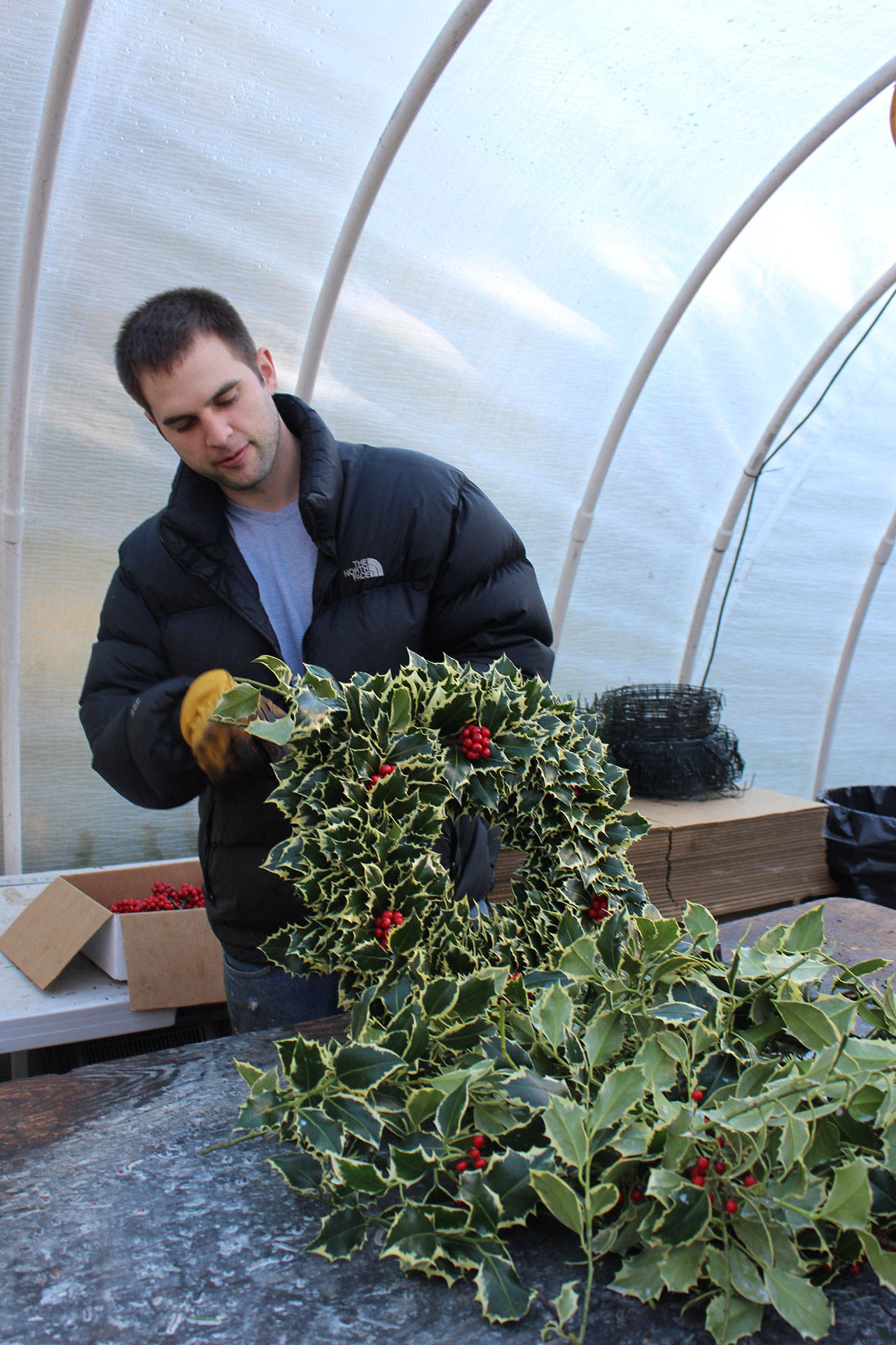 Isaiah Rawls has plenty of holly to make wreaths at Knot in Thyme north of Oak Harbor. His family operates a holly farm, gift store and Christmas tree stand six weeks a year. On weekends, it also offers free sled rides (without needing snow) on a wagon pulled by two draft horses. Photo by Patricia Guthrie/Whidbey News-Times