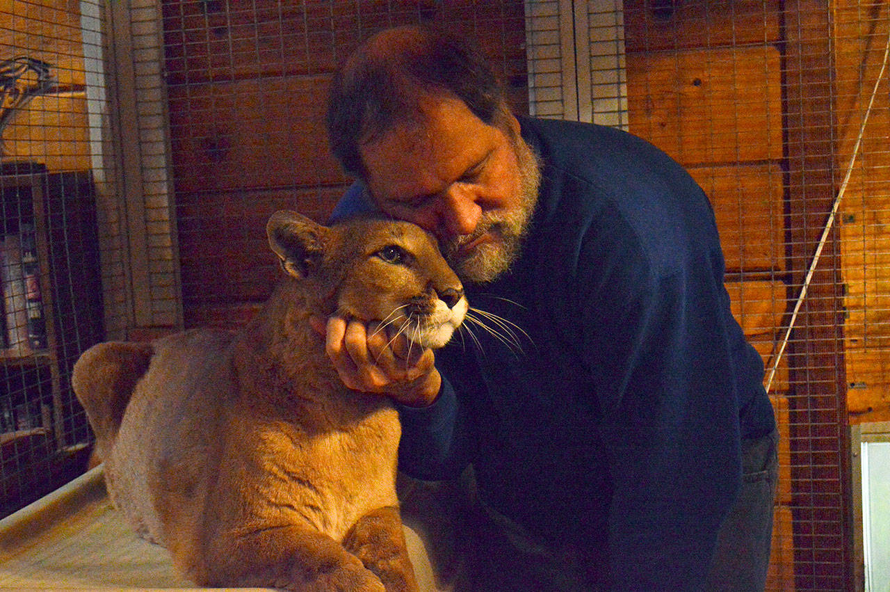 Photo by Laura Guido / Whidbey News Group                                 Greenbank resident John Lussmyer cuddles with his 13-year-old pet cougar, Talina. Lussmyer invited curious guests over to his house to see Talina and his pet bobcat, Bob.