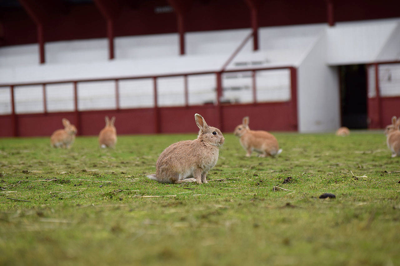 Kyle Jensen / The Record — It doesn’t take long to spot Langley’s rabbits. Hordes of rabbits dotted the fairgrounds Thursday afternoon, as they munched on their lunches. Langley property owners have complained about property damage in the past, and solutions to Langley’s bunny woes have been floated again.