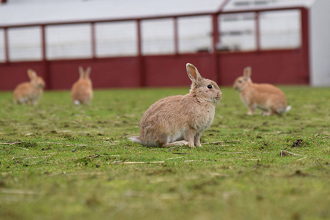 Langley’s rabbit discussion returns; Port weighs options