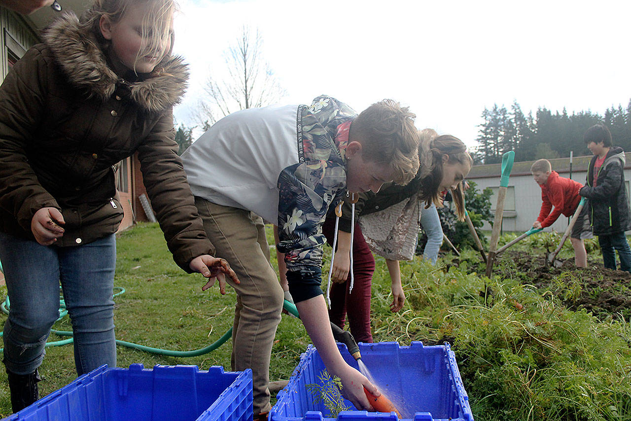 Evan Thompson / The Record — South Whidbey Elementary School sixth graders Mimi Cord (left) and Dublin DeWylde (center) collect and wash carrots at the campus’s culinary garden.