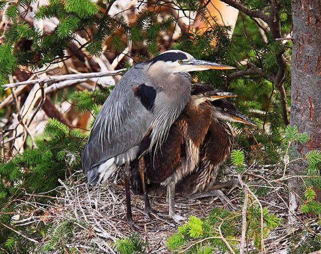 Clinton resident Paul Lischeid submitted this photo of great blue heron at Deer Lagoon for the 2018 calendar. Photo by Paul Lischeid.