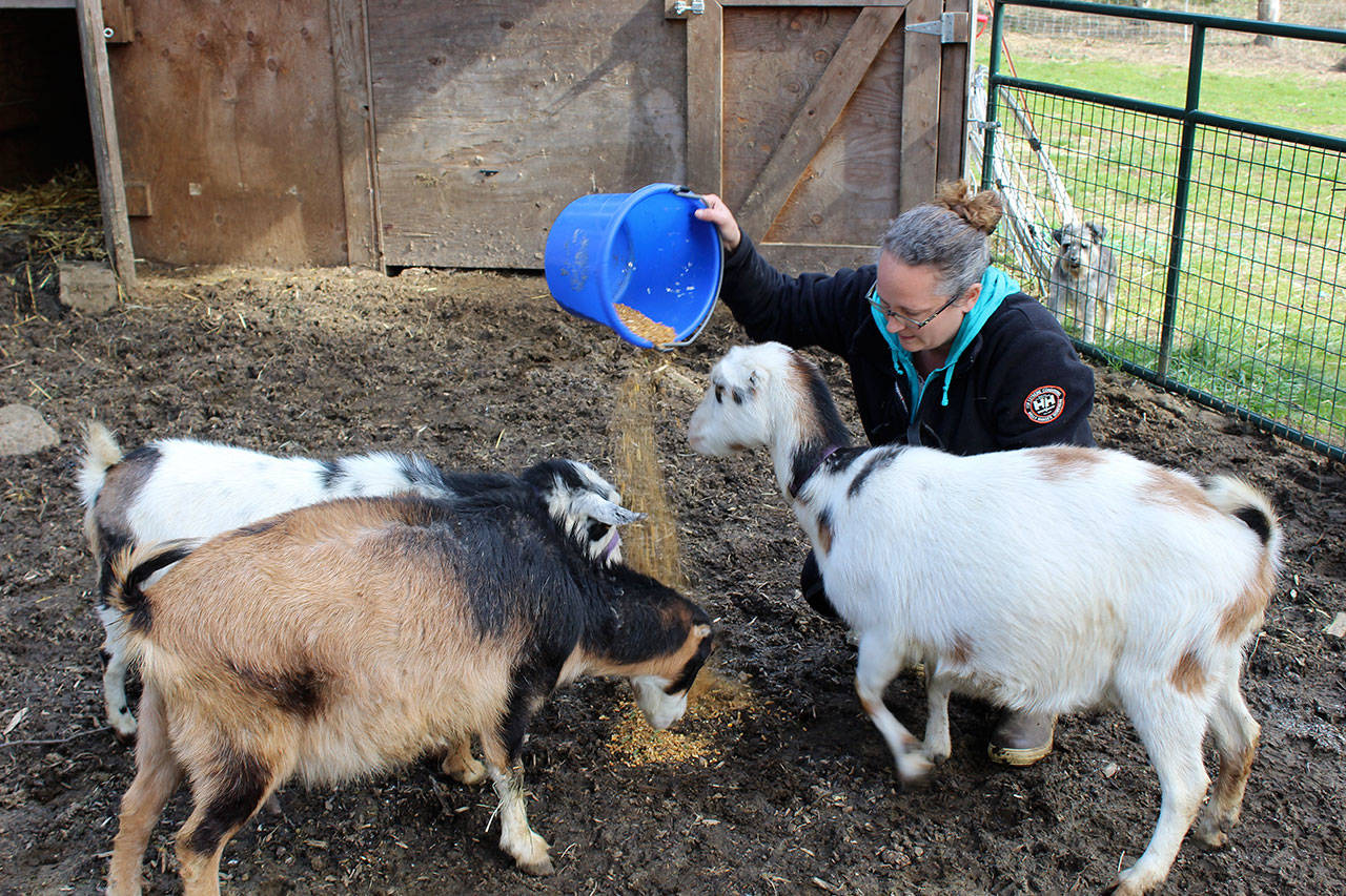 Tess Cooper feeds some of the dozen goats on her Greenbank farm. The 4H Club Four Seasons Farm is holding its first Goat University Saturday at Whidbey Island Fairgrounds. Photos by Patricia Guthrie/Whidbey News Group