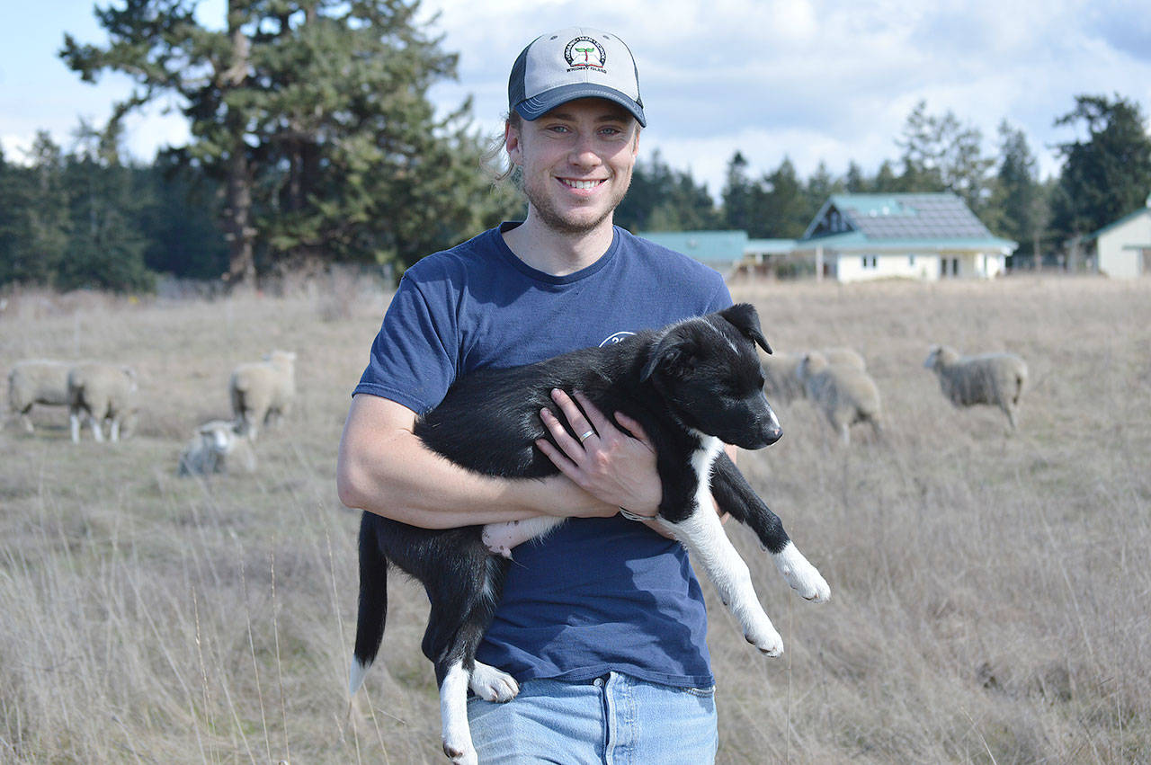 Elijah Iles and his sheep dog-in-training Juniper stand among Iles herd of pregnant ewes on the land he is leasing from the Pacific Rim Institute. Photo by Laura Guido/Whidbey News Group