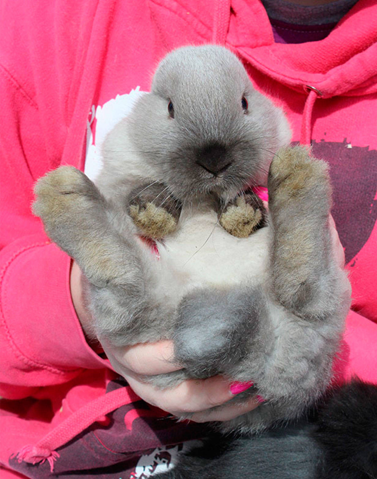 Plenty of Easter bunny love at Fuzzybutts