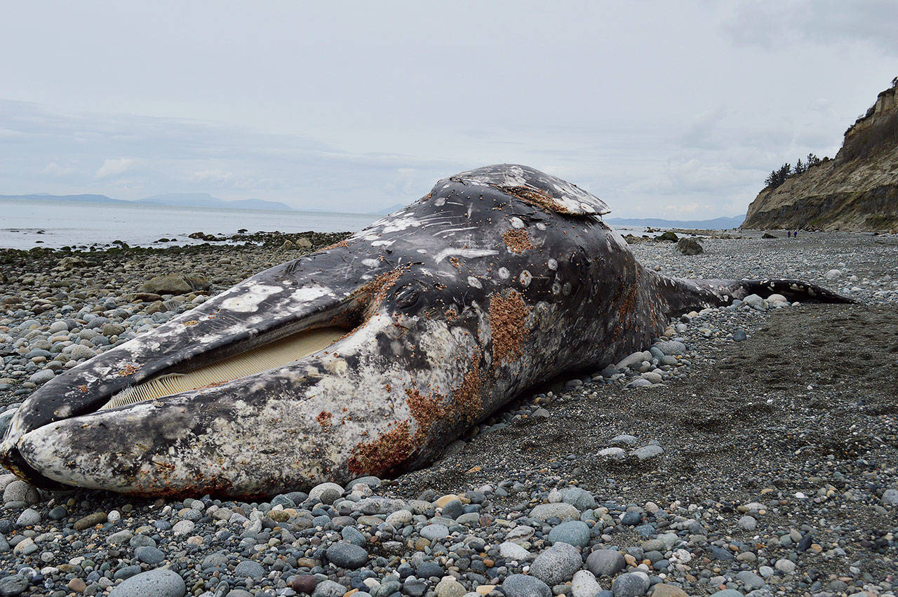 Photo by Laura Guido/Whidbey News Group                                A young deceased whale washed up Tuesday on West Beach. After examining the body, researchers believe it died from malnutrition.