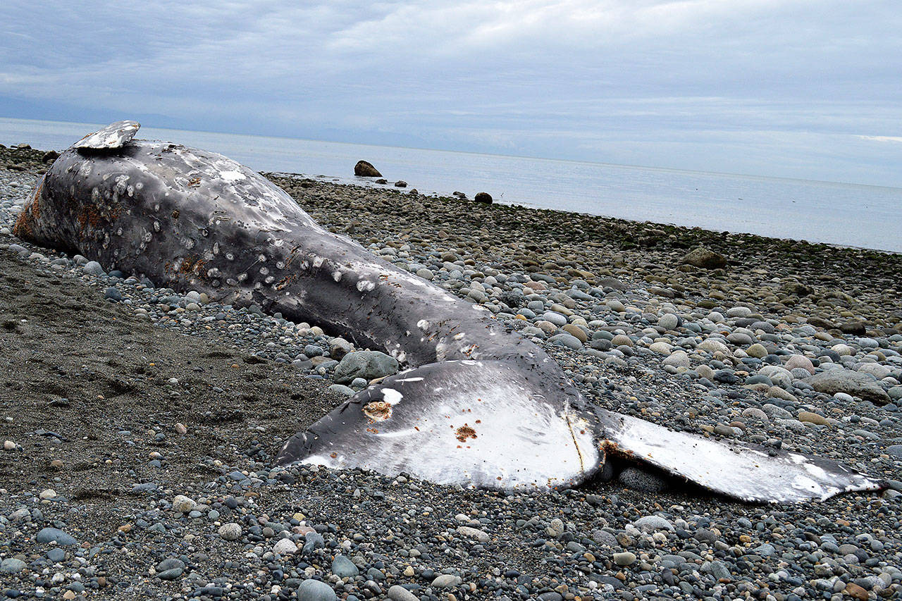 Young whale washes up on Whidbey Island shore