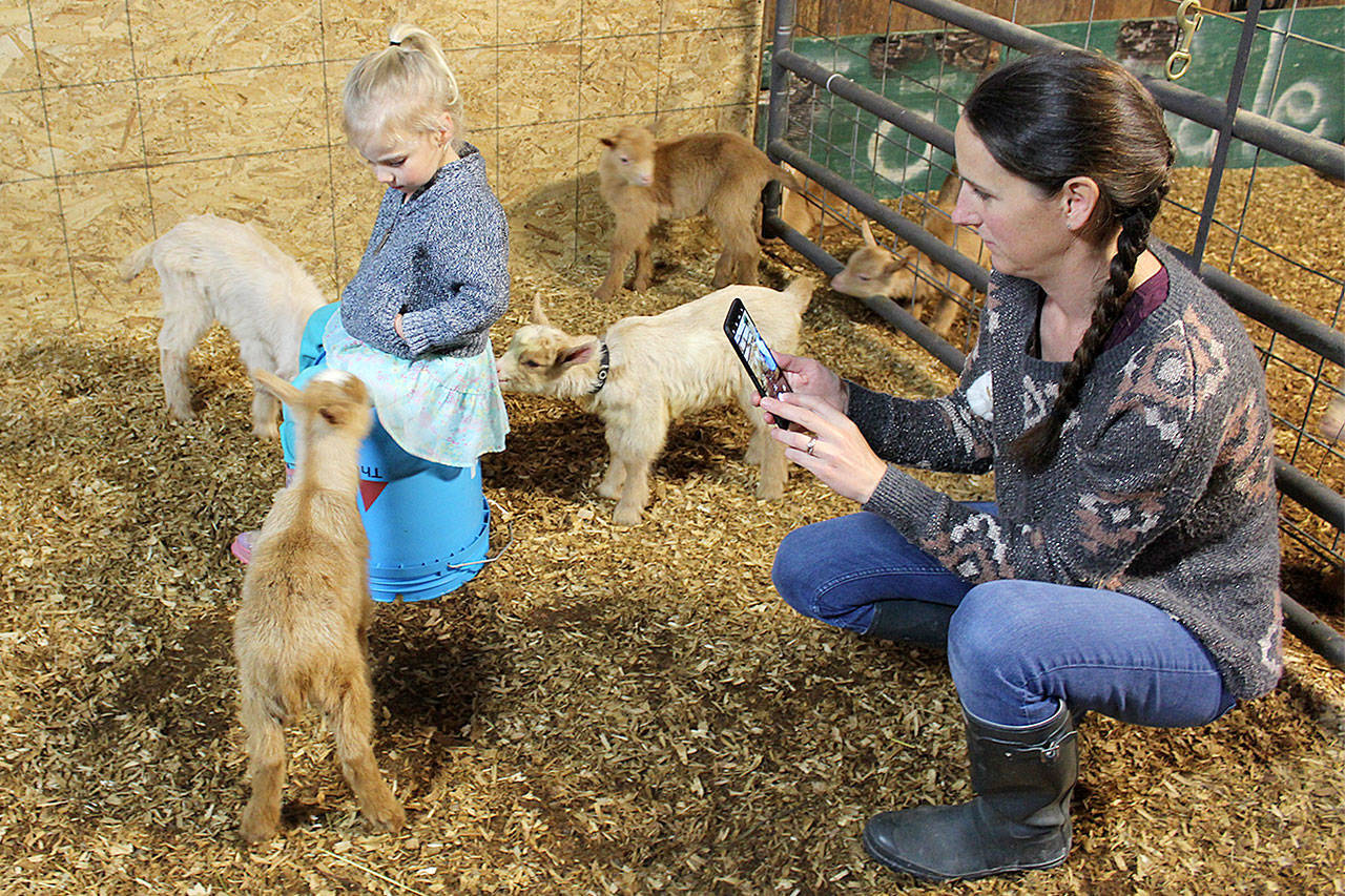 Two-year-old Mackenzie and four kid goats stay still long enough for mother/farmer/soapmaker Kimberly Christensen to take a photo. North Whidbey Farm is offering a farm tour April 15-16. Photo by Patricia Guthrie/Whidbey News Group