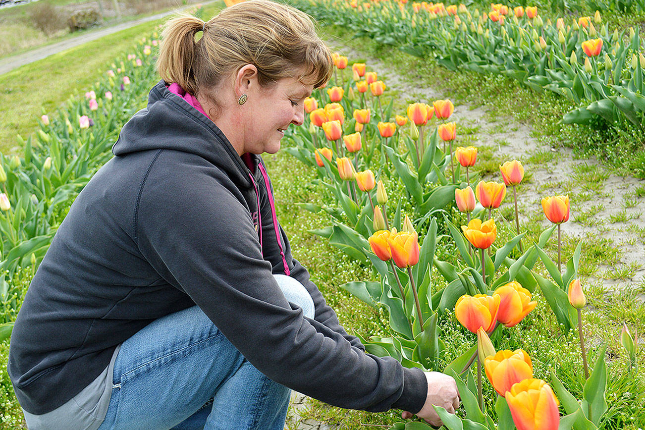 N. Whidbey farm branches out with tulips