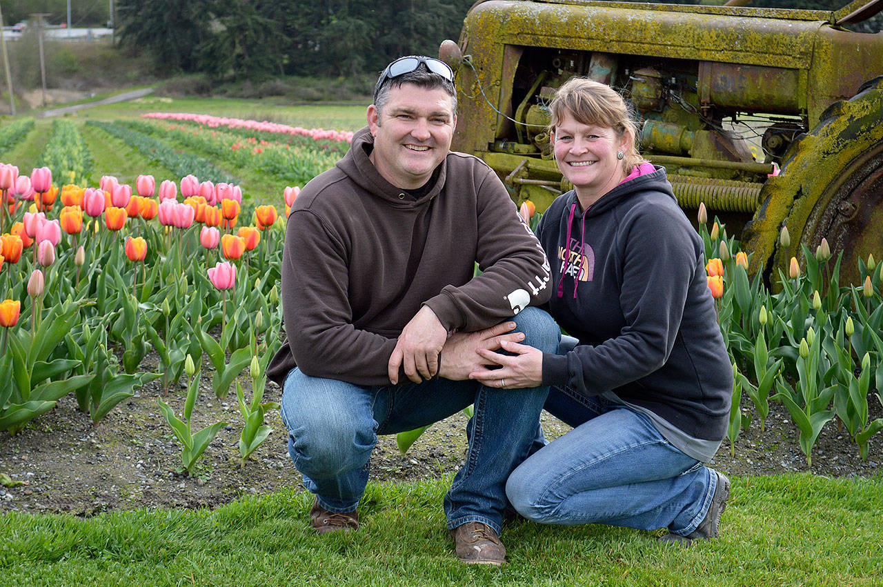 Ray Sullivan and Kelli Short, owners of K&R Farms, sit in front of recently planted tulips and a tractor that was used on the farm in the 50s by a previous owner. The farm stand north of Frostad Road now includes a tulip field. Photo by Laura Guido/Whidbey News Group
