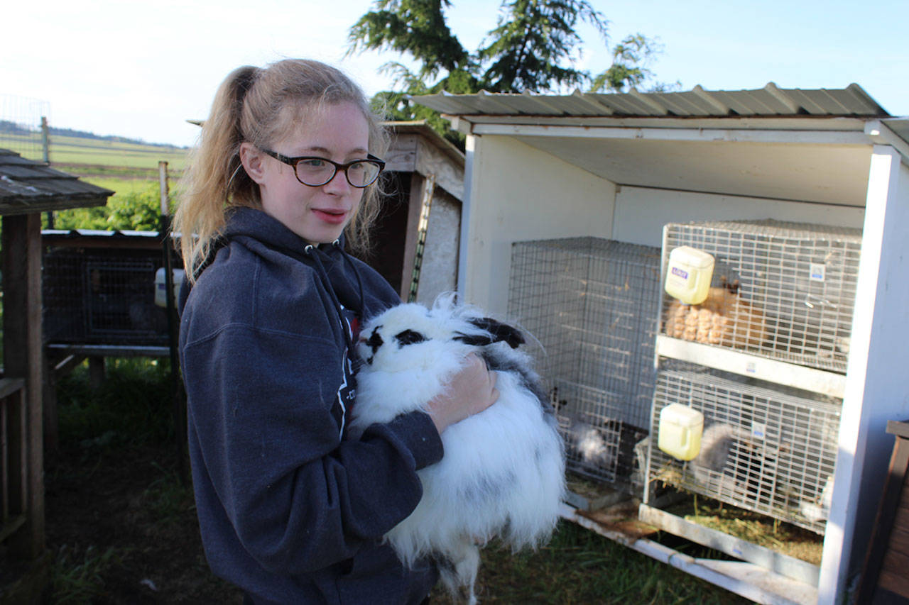 Seventh-grader Wynter Arndt takes care of six big rabbits and one baby bunny on her family’s Coupeville farm, including this French angora Dolly Parton. Photo by Patricia Guthrie/Whidbey News-Group