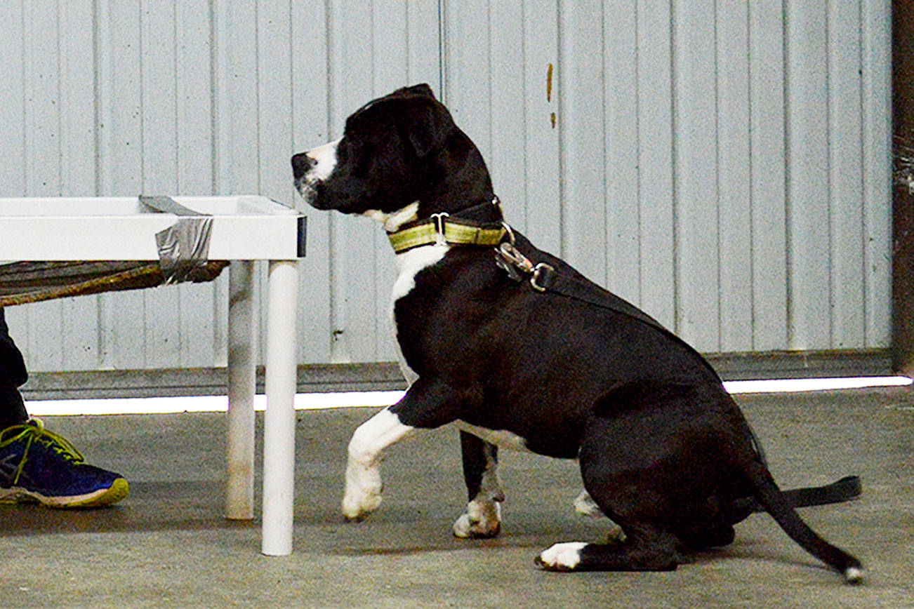 ‘Sampler class’ keeps dogs active, happy