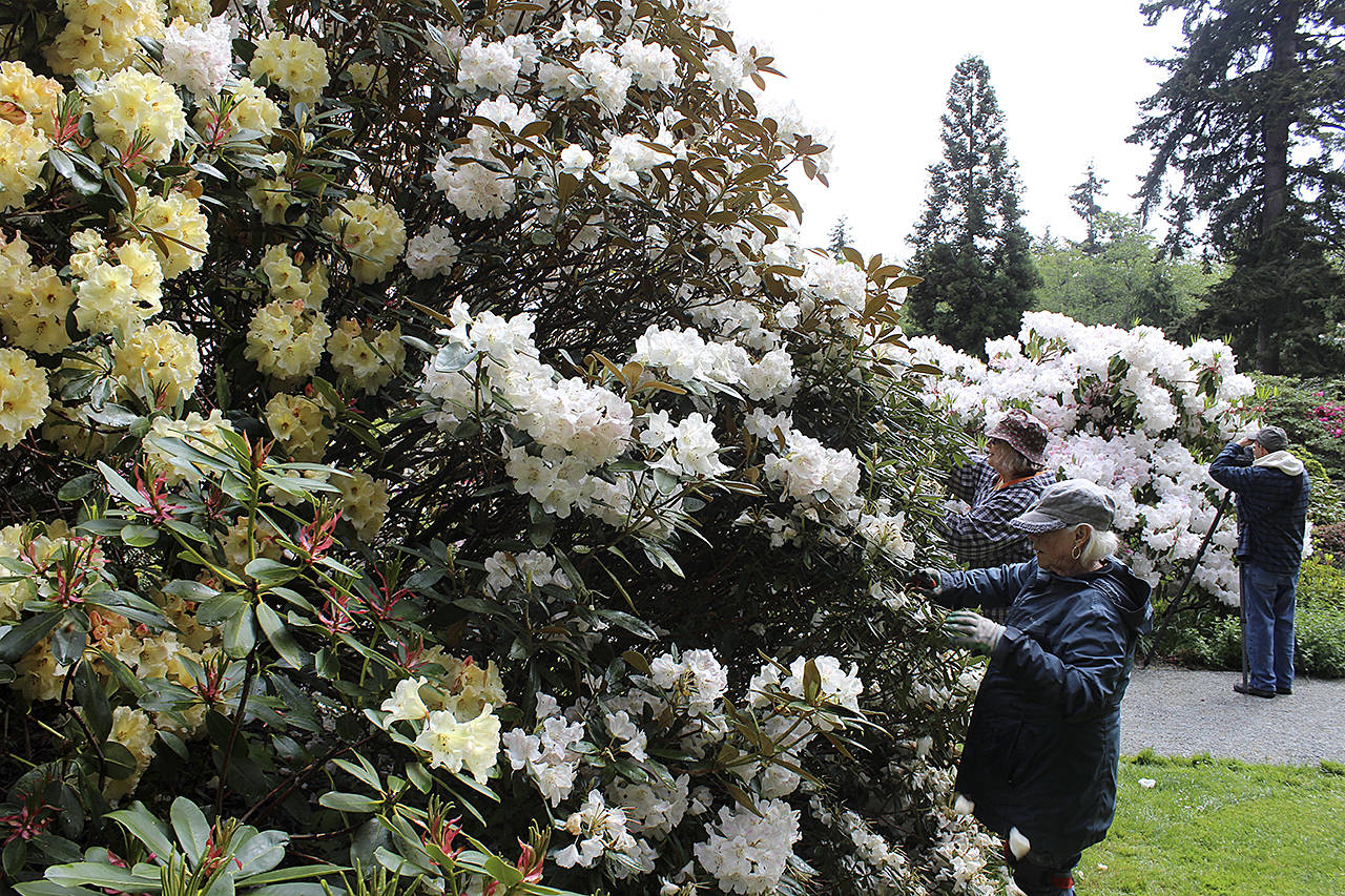Billie Jung, right, and Elaine Meaker trim rhodies at Meerkerk Gardens recently. Photo by Patricia Guthrie/Whidbey News Group