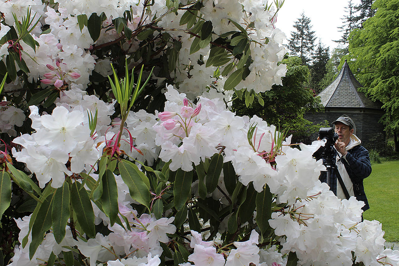 Seattle resident Charlie Davies tries out his new camera toys Thursday at Meerkerk Garden. I come out here once a year and with the rain, its perfect, he said. You can see the rain drops.