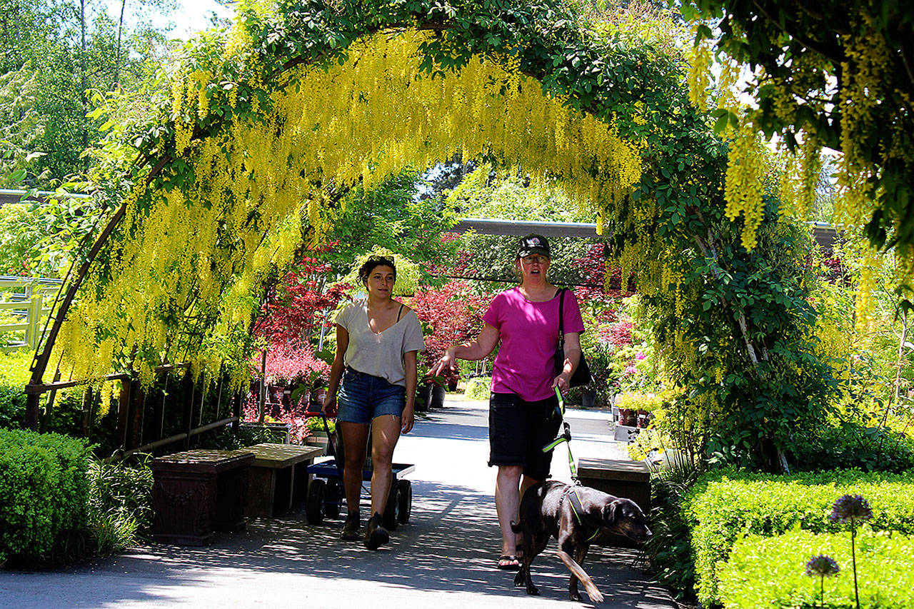 A tunnel of laburnum trees bloom into fragrant golden waterfalls of flowers at Bayview Farm & Garden. The annual spring delight is expected to attract busloads of garden enthusiasts this weekend. Photo by Patricia Guthrie/Whidbey News Group