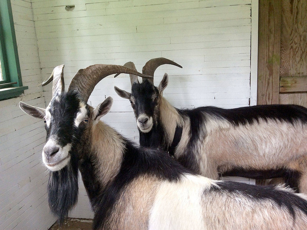 Loose goats were found on South Whidbey.