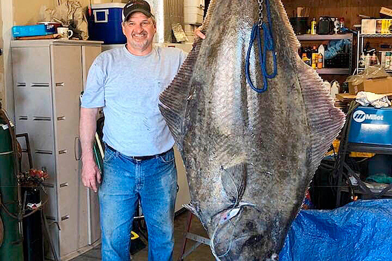 Photo submitted.                                Tom Hellinger stands next to a halibut he caught in Puget Sound.