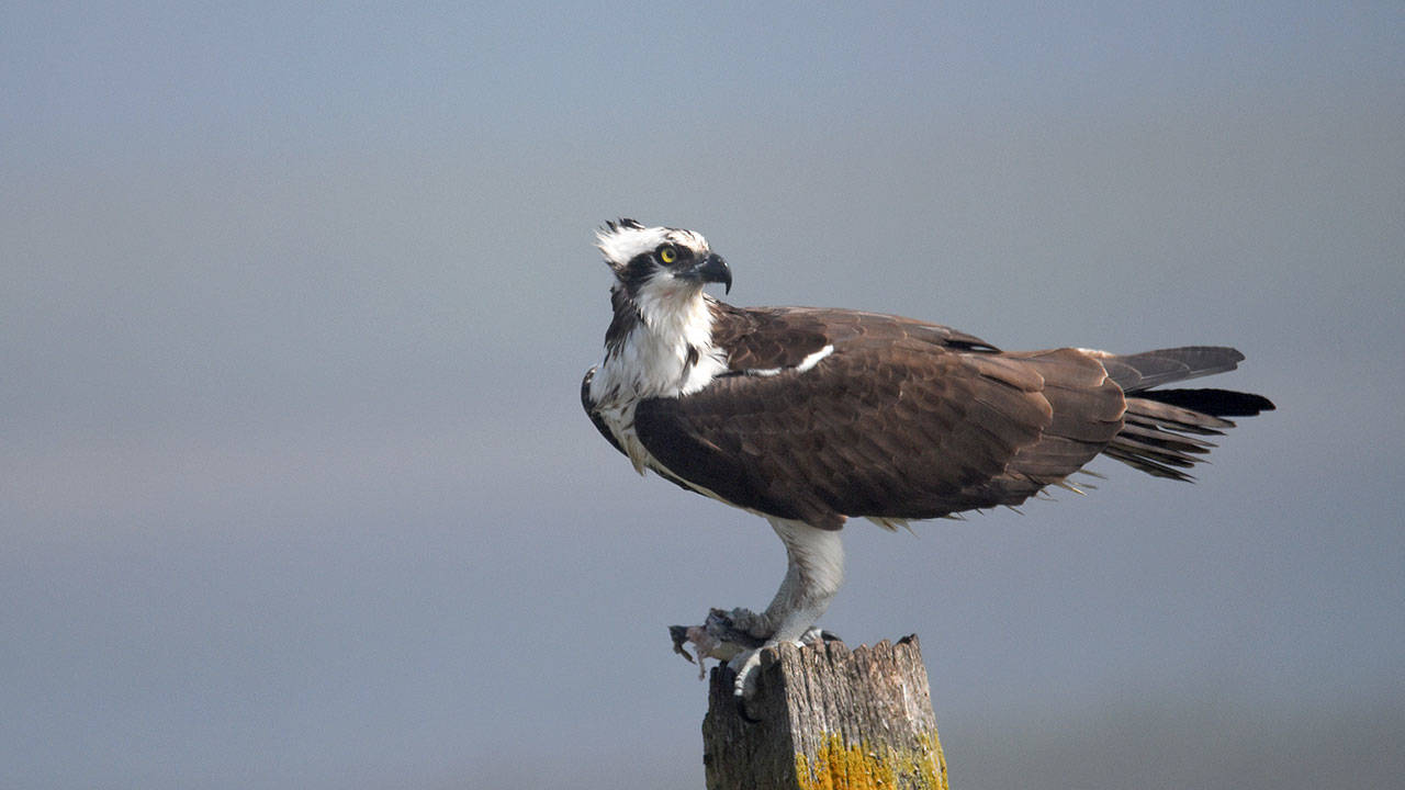 An osprey takes a break from catching fish near Crockett Lake in mid-May. Photo by Jennifer Holmes