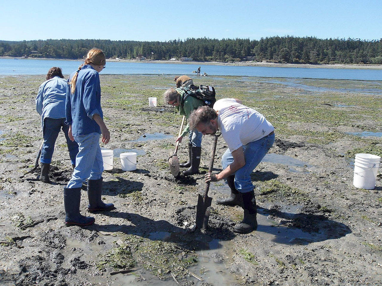 Mucking about looking for squirts in the sand is part of the fun of digging for clams. This summer, Sound Water Stewards teaches six Digging for Dinner classes. Photo provided