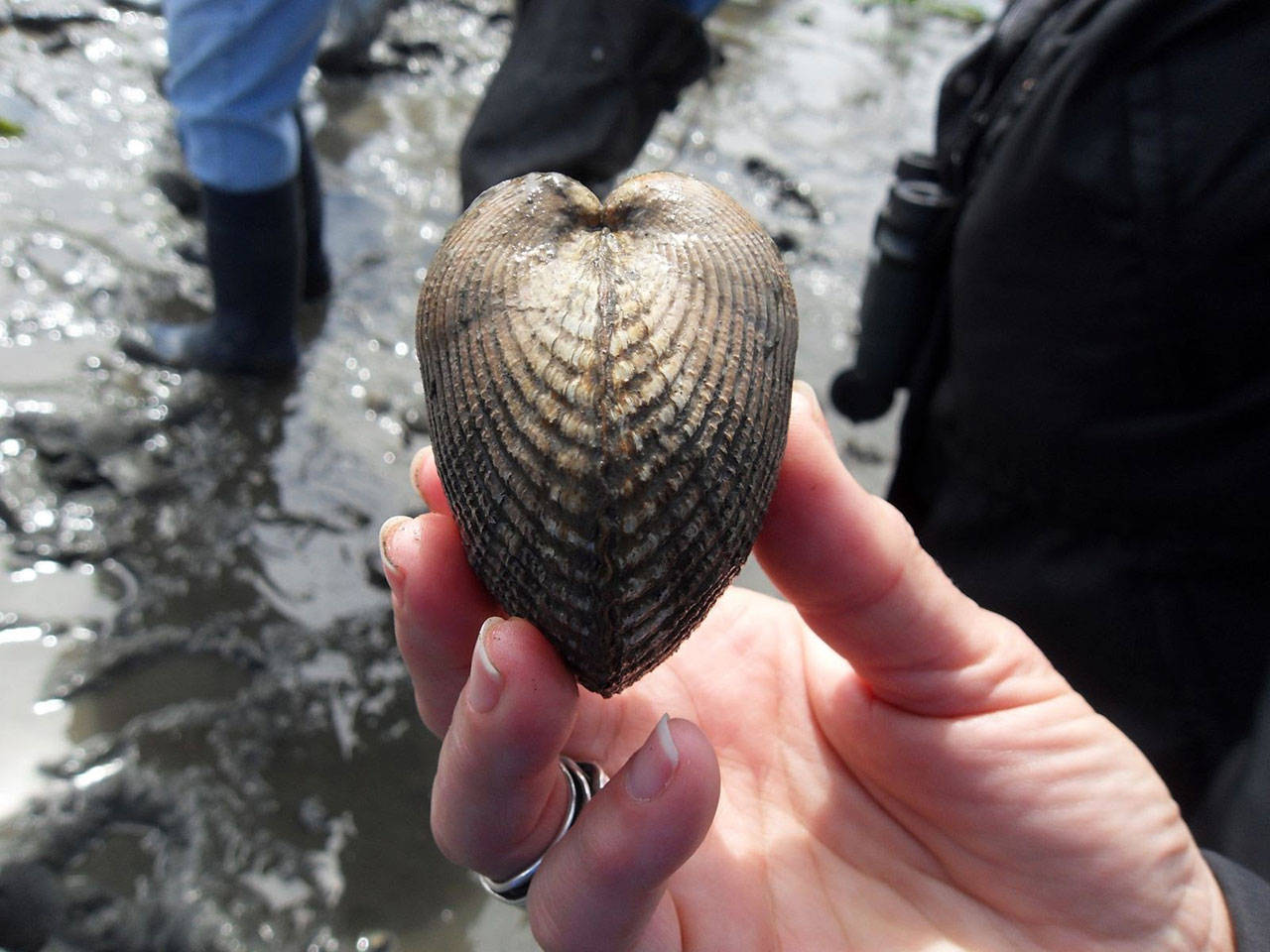 Side view of heart cockle clam.