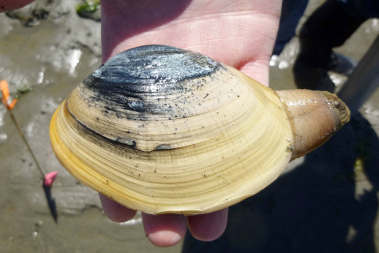 Butter clam with its siphon sticking out.