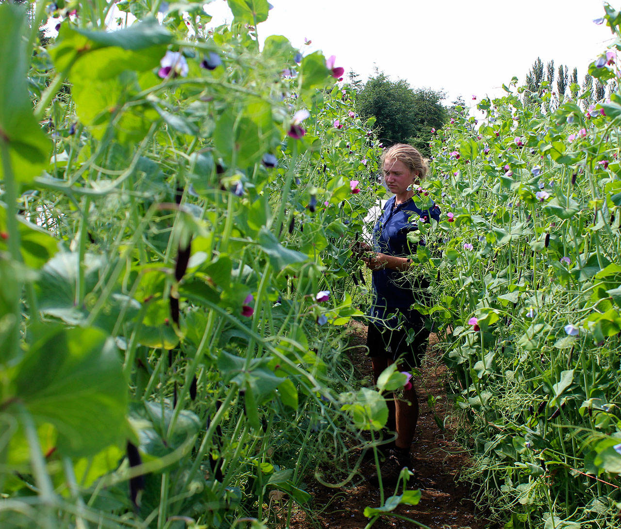 Organic Farm School student Corbin Scholz checks out vines of sweet peas to see if they are ready to be picked. Photo by Patricia Guthrie/Whidbey News Group