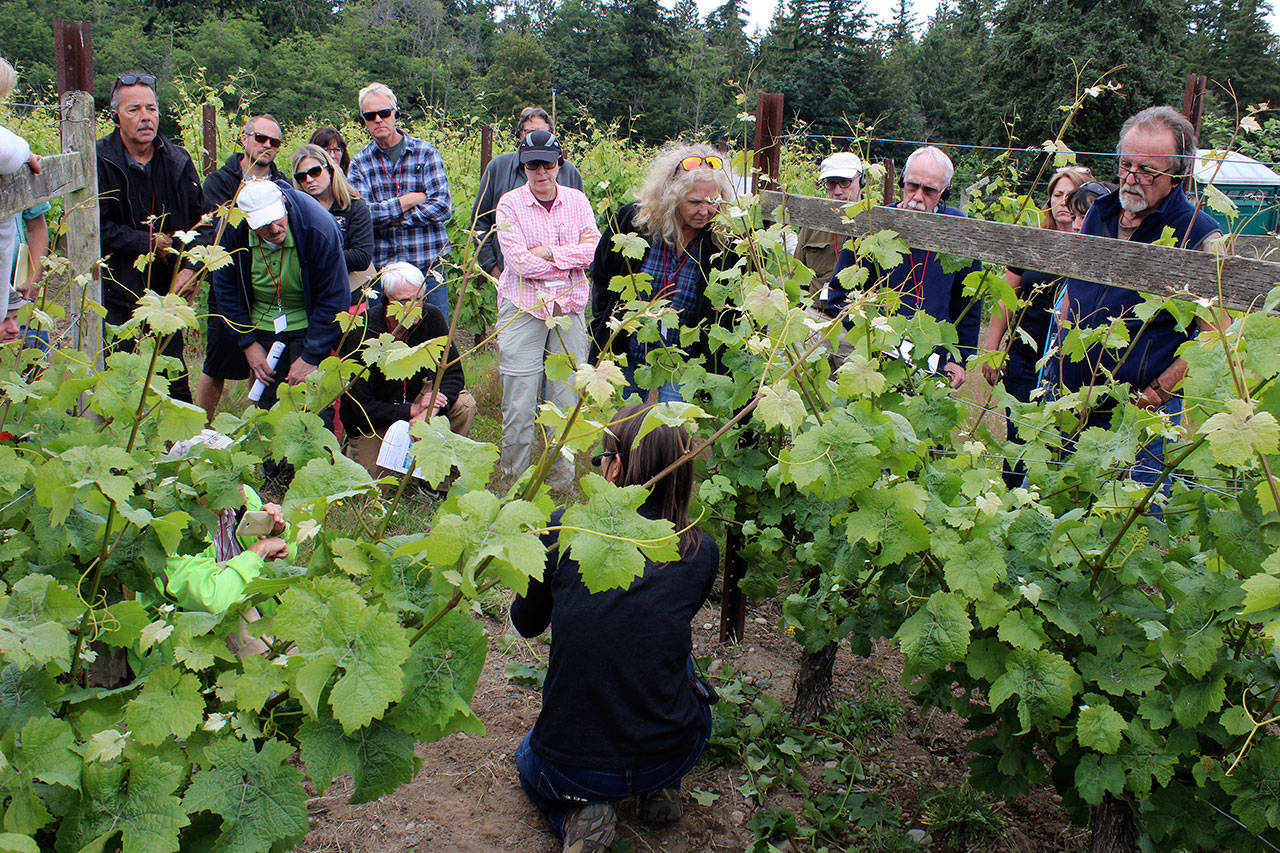 Students of a WSU Extension wine class surround associate professor Michelle Moyer as she talks about crop management in the Langley vineyards of Comforts of Whidbey Winery. Photo by Patricia Guthrie/Whidbey News Group