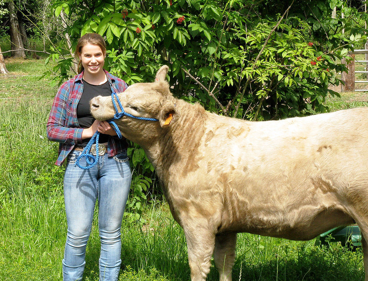 Photo by Dave Felice / Whidbey News Group                                Samantha Ollis leads her cow, Daisy, which she will show at the Whidbey Island Fair.