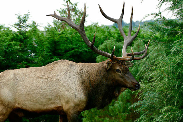 Photo courtesy Rodney Simmons                                Bruiser, Whidbey Island’s lone resident elk, has lived in the Strawberry Point area of Oak Harbor since the fall of 2012.