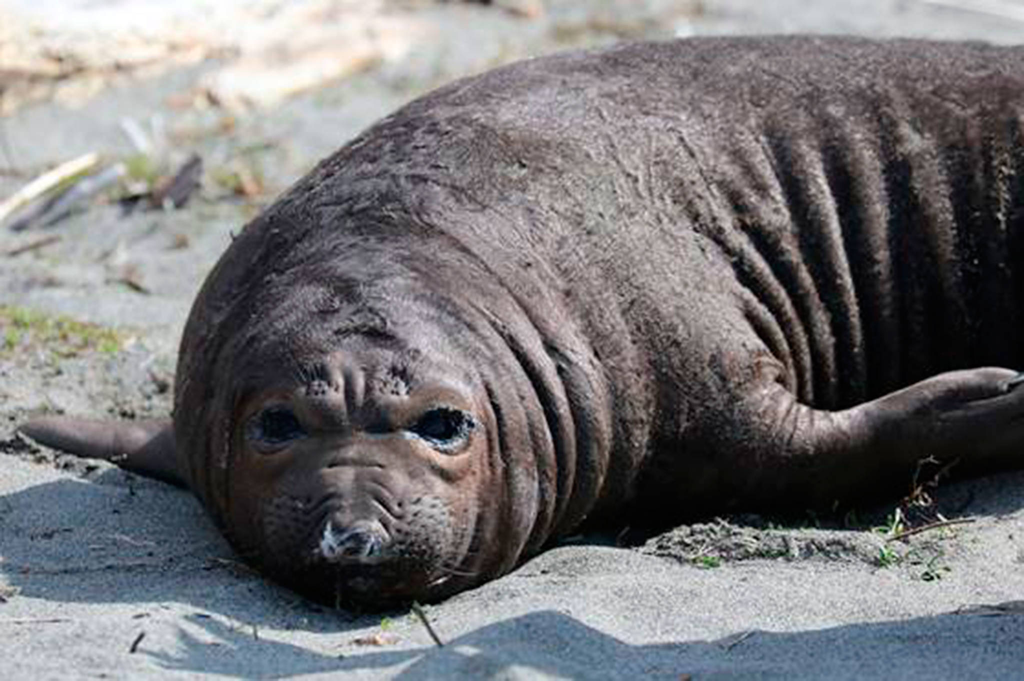 Elephant seal pup. Photo by Jill Hein/Orca Network/Central Puget Sound Marine Mammal Stranding Network