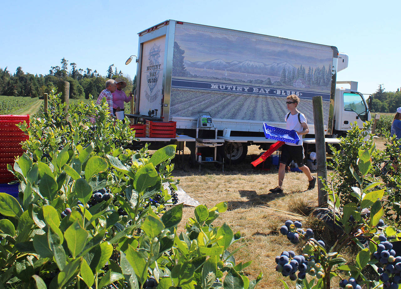 Harvesting of blueberries began this week at Mutiny Bay Blues in Freeland. The farm is hosting Saturday’s Bluesberry Festival, a fundraiser for South Whidbey Commons. Photo by Patricia Guthrie/Whidbey News Group
