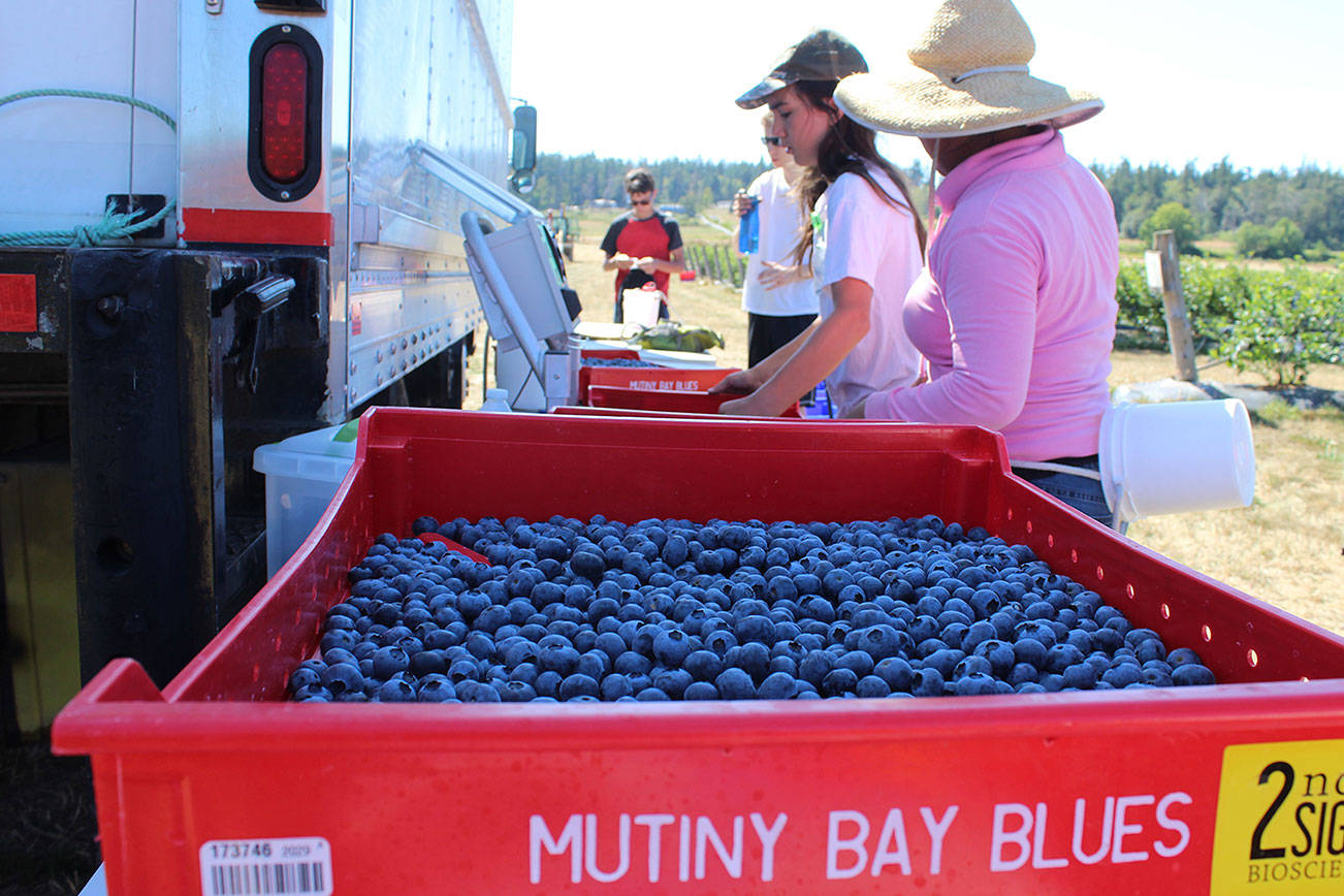 Blues, berries, fun and fundraising at Saturday festival