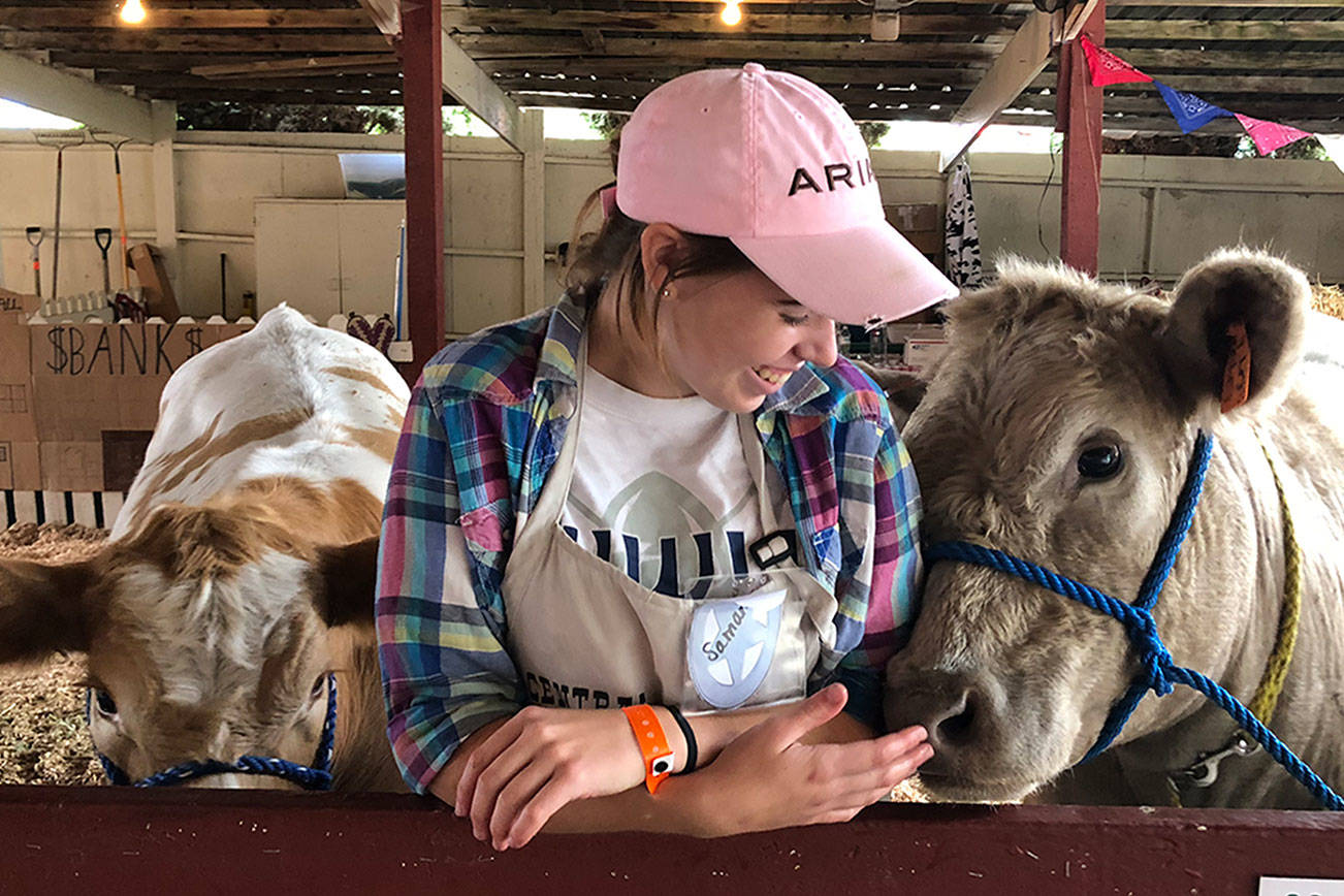Photo by Emily Gilbert/South Whidbey Record.                                Samantha Ollis, of Langley, with her cows Duke, left, and Daisy, which she’s raised.
