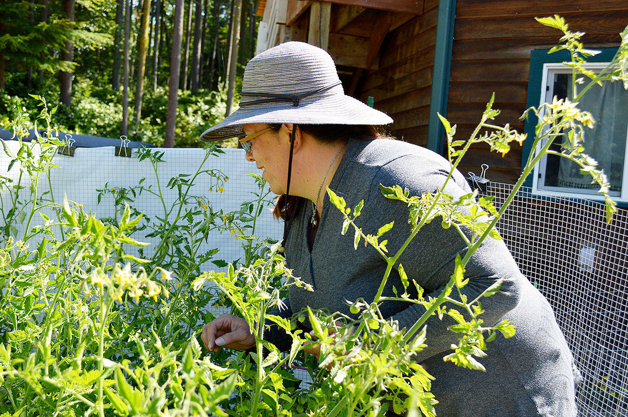 Sarah Kirkconnell picks a few ripe tomatoes. She only has a small selection plants growing at the moment compared to the plans she has for her 5-acre “modern homestead” in Freeland. Photo by Laura Guido/Whidbey News Group