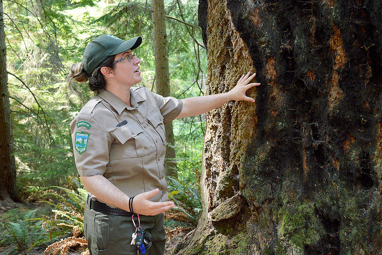 Jackie French, interpretative specialist at Central Whidbey State Parks, points out burn marks on a Douglas fir and explains how its thick bark is fire resistant. French has a passion for outdoor education and leads junior ranger programs and guided hikes at state parks on the island. Photo by Laura Guido/Whidbey News-Times