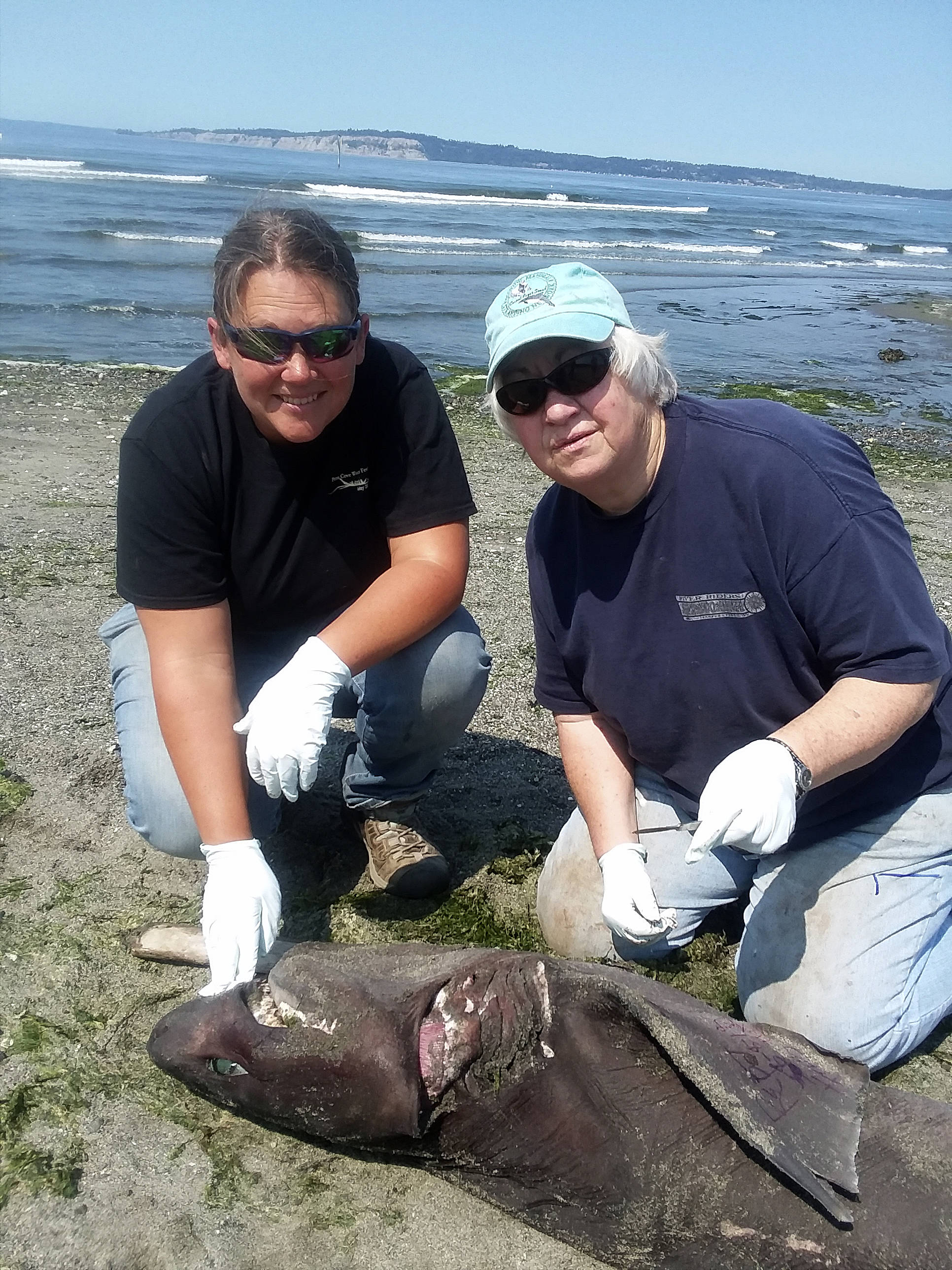 Allie Hudec and Kathy Fritts look over a juvenile sixgill shark found Wednesday morning on Maxwelton Beach in South Whidbey. They volunteer with Central Puget Sound Marine Mammal Stranding Network that also responds to unusual washed-up big fish and other creatures. (Photo provided)