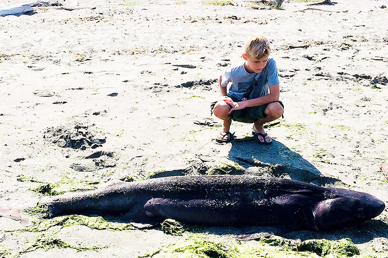 Young shark washes up on South Whidbey beach