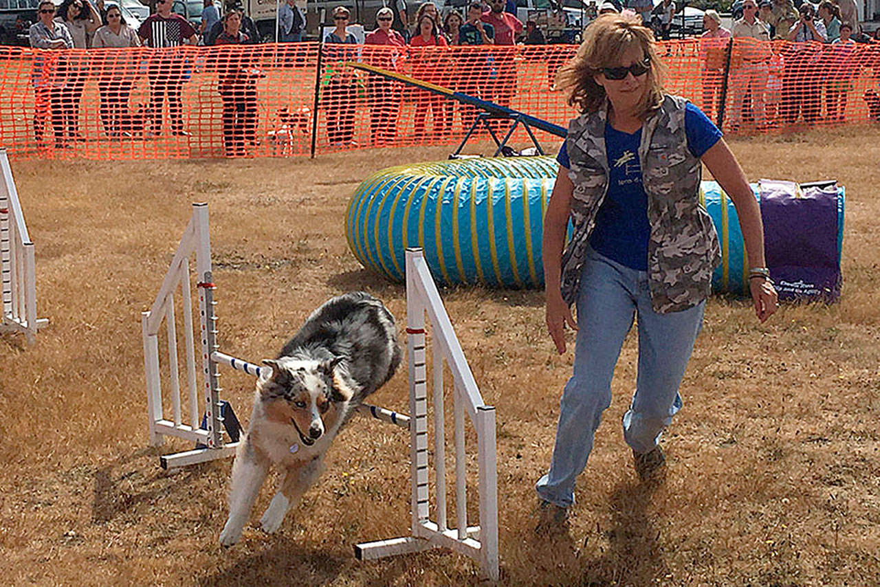 At the WAIF Wag ‘n’ Walk 2017, dogs ran in the agility course, demonstrating their canine skills. This year will also feature similar events. (File photo)